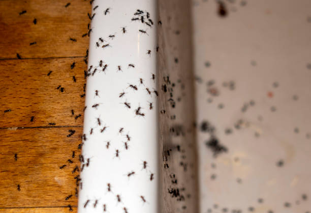 Best Bed Bug Extermination  in Forestville, MD